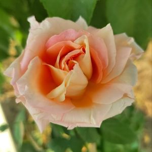 Meet your Posher, Lizette